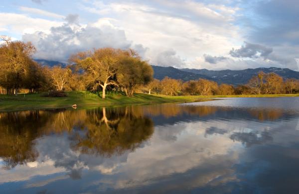 Chêne Reflets