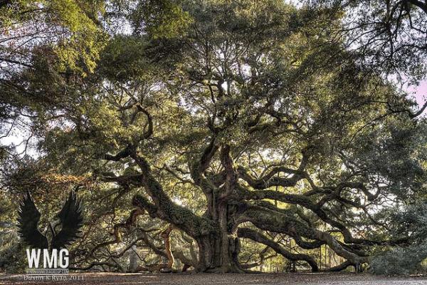 Giant Angel Oak Live