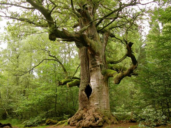 עץ אלון ענק ישן