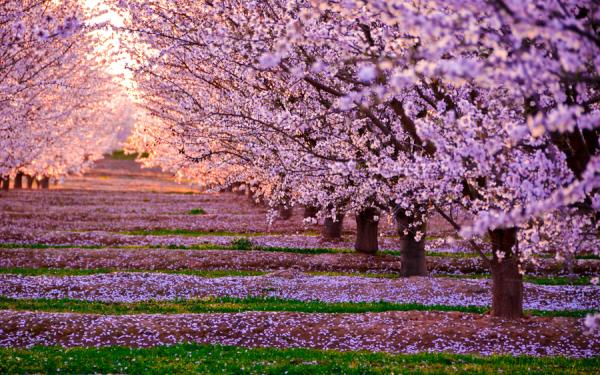 Prélude au printemps