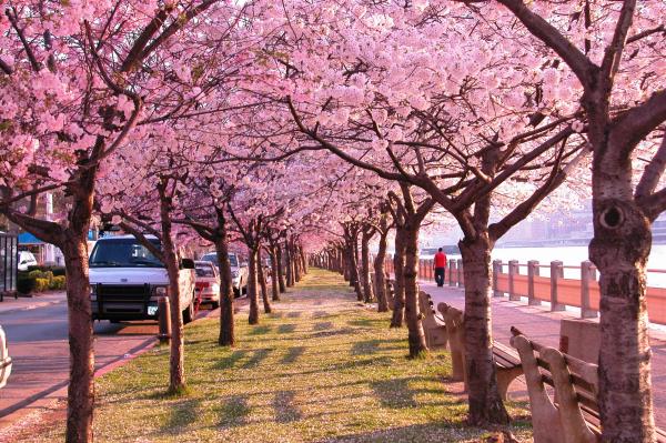 Promenade des cerisiers en fleurs