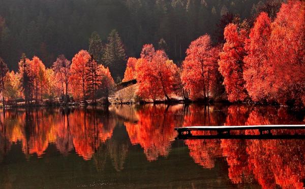 Arbres contre arbres