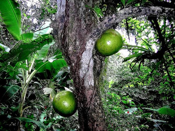 Arbre fruitier de la forêt tropicale