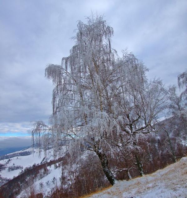 Saule d'hiver