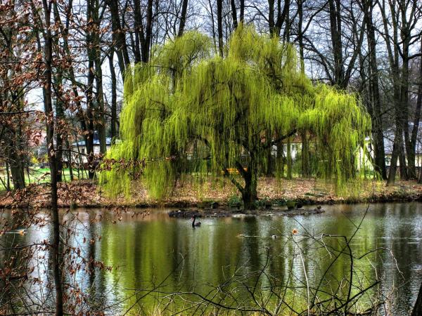 Saule pleureur de rivière