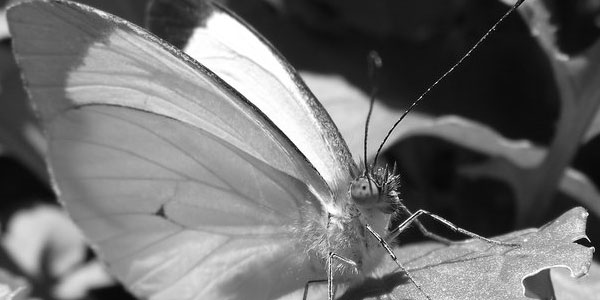 Fond noir et blanc