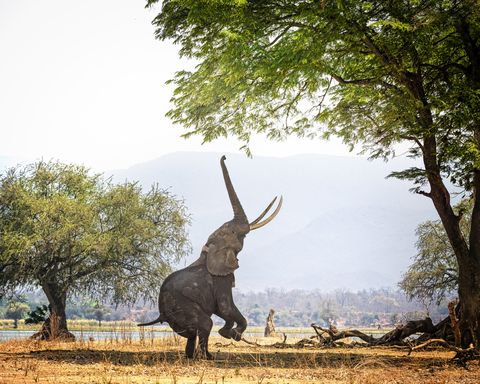L'éléphant d'Afrique Boswell sur deux pieds à Mana Pools, Zimbabwe