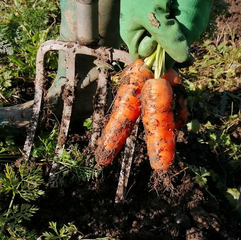 attributions de récolte de carottes