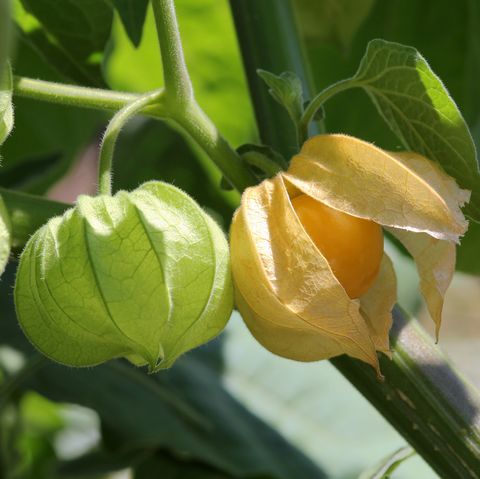 attribution, groseille du cap, fruit physalis, extérieur, nourriture