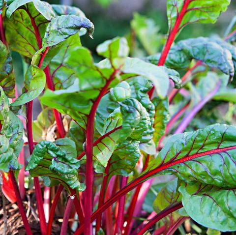 allotissement, récolte de bette à carde rouge biologique prête à être récoltée