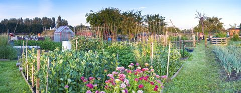 allotissement au printemps, alors que le printemps se transforme lentement en été, les plantes poussent sainement panorama cousu