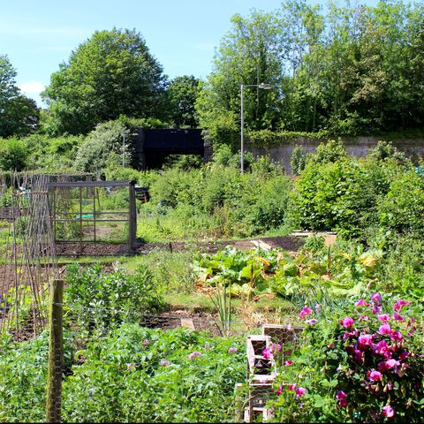 jardin potager