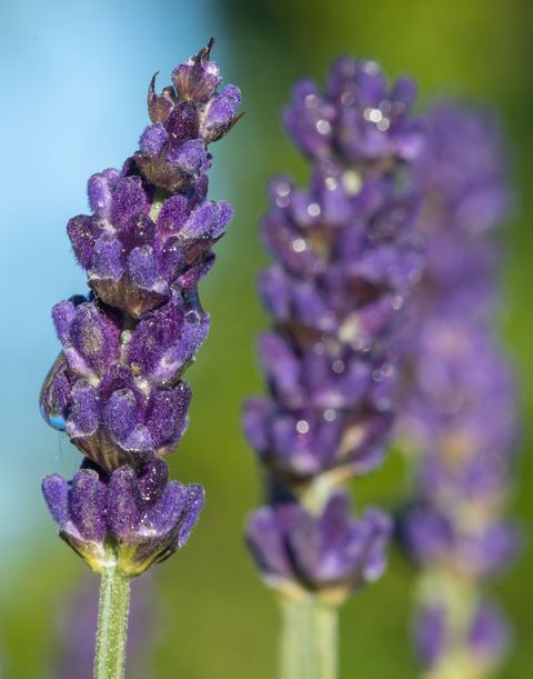 fleurs de lavande en fleurs