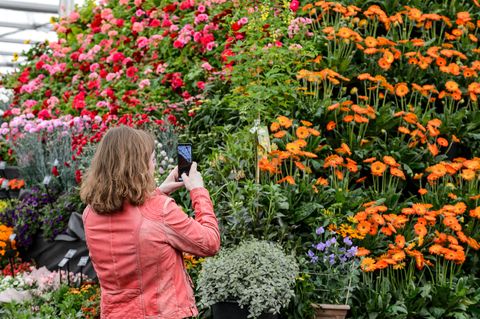bbc κηπουροι world live 2019 floral marquee συμμετέχων φωτογραφίζοντας την πυραμίδα των φυτών
