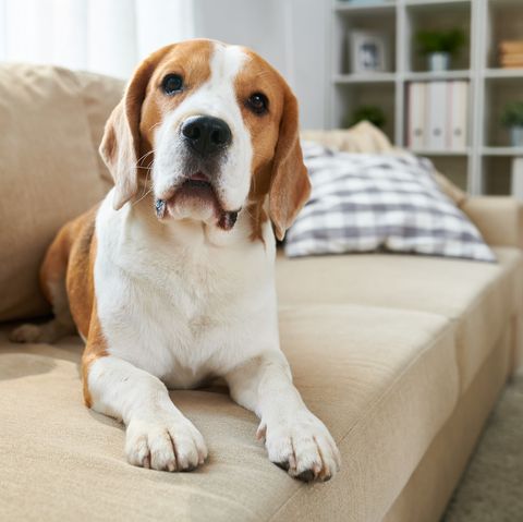 ήρεμο έξυπνο παλιό σκυλί beagle ξαπλωμένο στον άνετο καναπέ και κοιτάζοντας την κάμερα στο σαλόνι