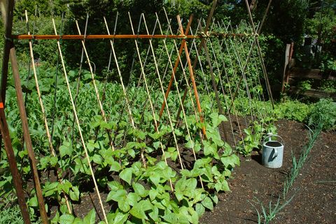 organique, jardinage, croissance, jardin, croître, légumes, haricots, vignes, fertile, holistique, maïs, supports, treillis, poteaux, sain, naturel, vert