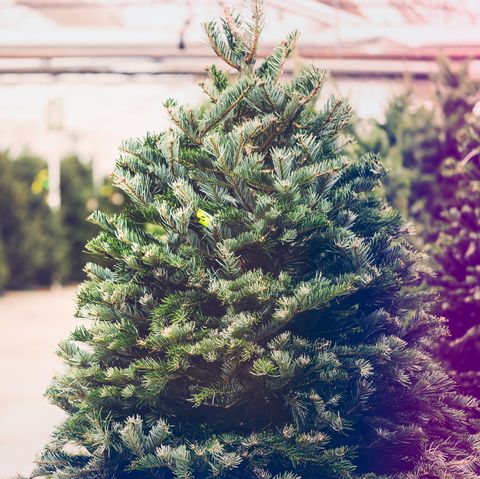 beaux arbres de noël fraîchement coupés à la ferme des arbres de noël