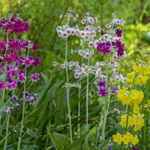 דבורי פרח רקפת מקרוב בגן אנגלי