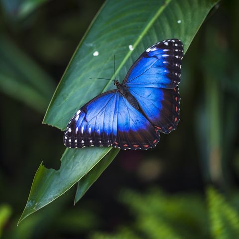 morpho πεταλούδα morpho helenor ssp νάρκισσος