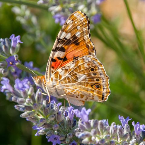 Dame peinte papillon sur une fleur de lavande sauvage en plein soleil en été