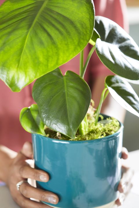 la plante d'intérieur monstera dans un pot en céramique, 35 £