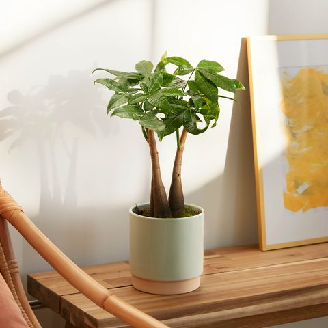 la plante d'intérieur pachira money tree dans un pot en céramique, 38 £