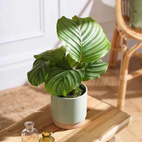 la plante paon dans un pot en céramique, £35