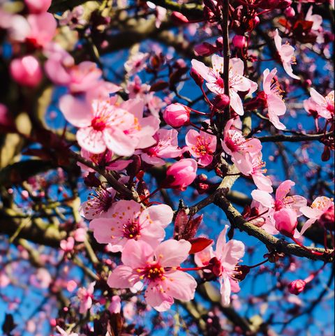 Low angle view de fleurs de cerisier au printemps