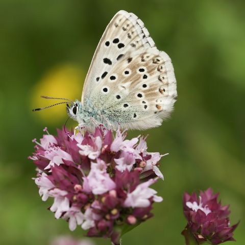 Un superbe mâle papillon bleu de la colline de craie polyommatus coridon nectar sur une fleur de marjolaine