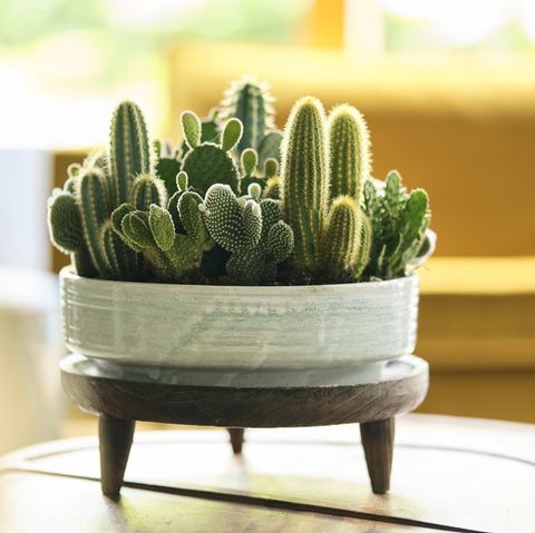 cactus sur support de pot de plante