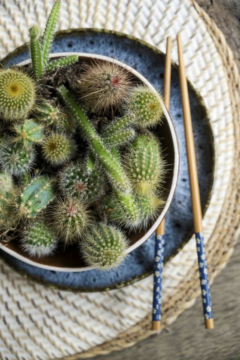 Cactus dans un bol sur table