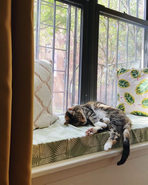 chat dormant sur un coussin de siège de fenêtre