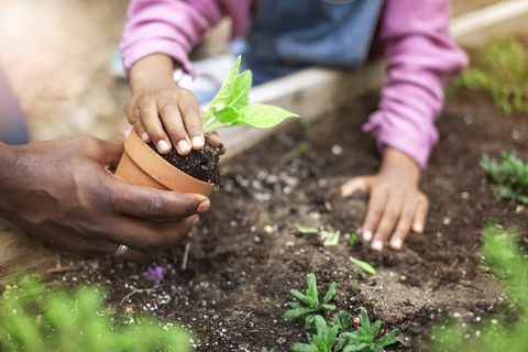 5 plantes faciles et colorées que les enfants s'amusent à cultiver