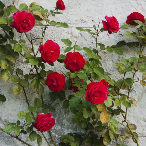 ורדים אדומים בגינה