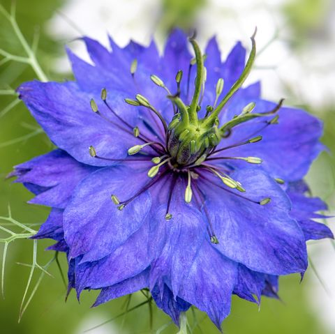κοντινή εικόνα της όμορφης, μπλε αγάπης σε μια ομίχλη ανοιξιάτικου λουλουδιού γνωστή και ως nigella damascena