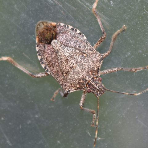 Close up of brown marmorated stink bug