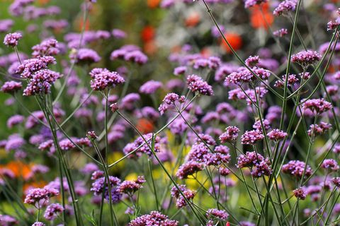 צמח גינה verbena bonariensis, אידיאלי למכולות