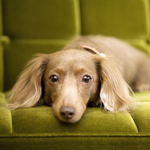 teckel, chien sur canapé