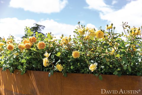 david austin, installation arc-en-ciel de roses, exposition florale rhs hampton court palace, juillet 2021