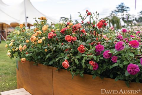david austin, installation arc-en-ciel de roses, exposition florale rhs hampton court palace, juillet 2021