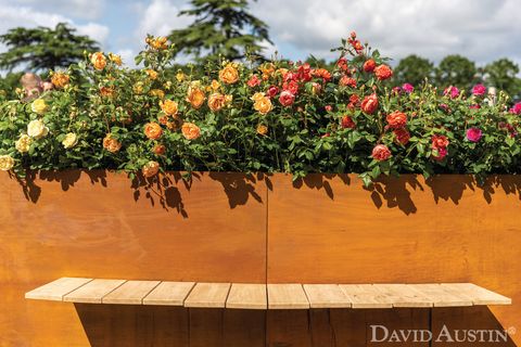 david austin, installation arc-en-ciel de roses, exposition florale rhs hampton court palace, juillet 2021