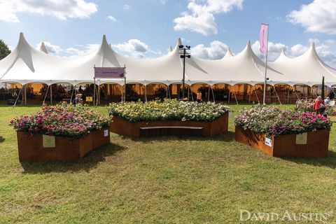 david austin, installation arc-en-ciel de roses, exposition florale rhs hampton court palace, juillet 2021