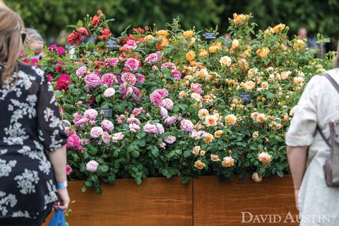 david austin, installation arc-en-ciel de roses, exposition florale rhs hampton court palace, juillet 2021