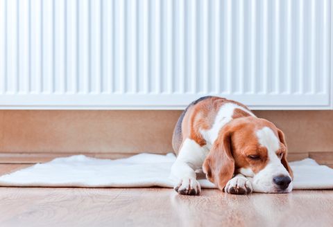 le chien se repose sur un sol en bois près d'un radiateur chaud