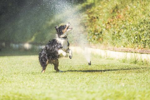 chien avec arroseur