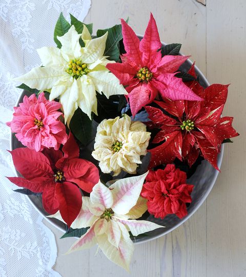 Euphorbia pulcherrima, Poinsettia