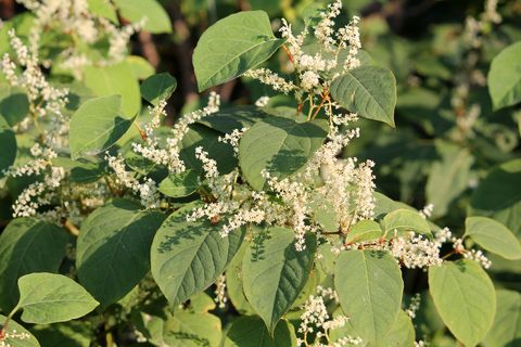 fallopia japonica ή ιαπωνικό κλαδί knotweed με πράσινα φύλλα και λευκά λουλούδια