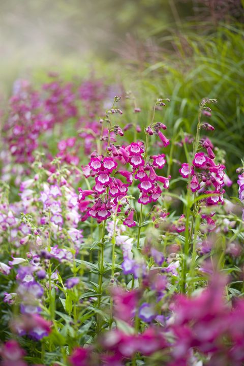 les fleurs d'été rose vif de penstemon 'pensham czar' pensham series dans le soleil brumeux