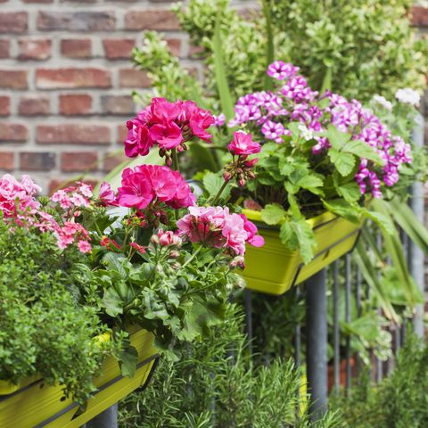 boîtes à fleurs avec fleurs d'été en fleurs et romarin sur balcon