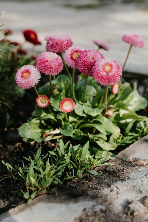 פרחי אביב צומחים בגינה חיים ביתיים טיפול ביתי גינון